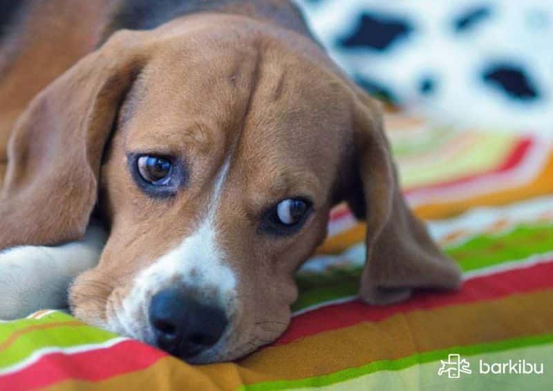 prostatitis crónica en perros 2020 prostatitis crónica en perros 2020